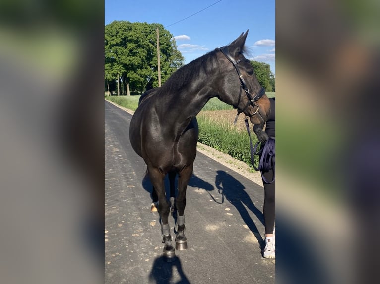 Deutscher Traber Stute 16 Jahre 155 cm Rappe in Velen