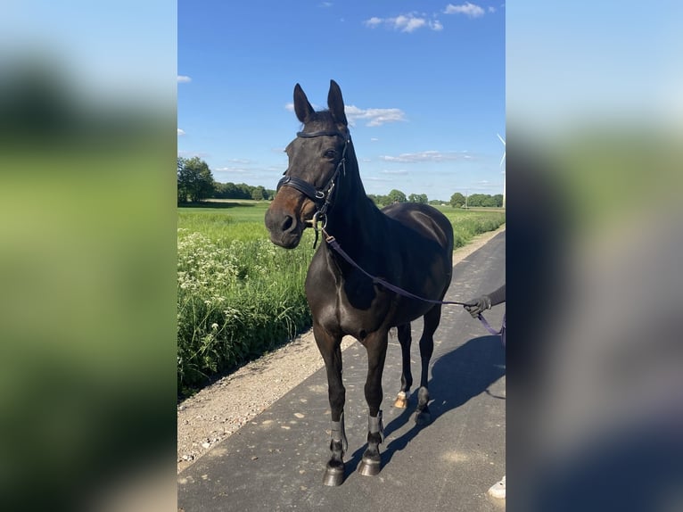 Deutscher Traber Stute 16 Jahre 155 cm Rappe in Velen