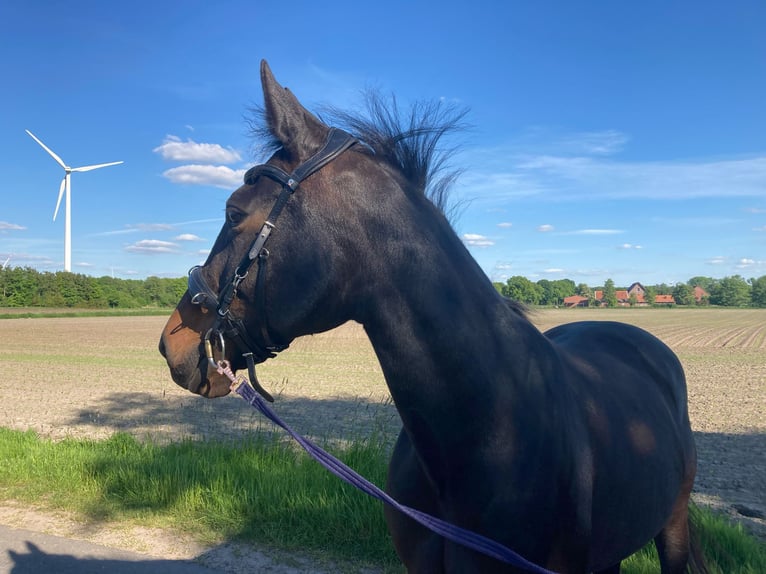 Deutscher Traber Stute 16 Jahre 155 cm Rappe in Velen