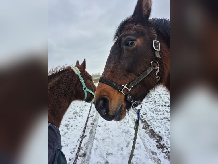 Deutscher Traber Stute 16 Jahre Brauner in Schinveld