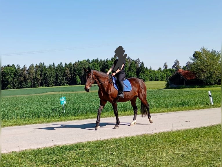 Deutscher Traber Stute 17 Jahre 164 cm Brauner in Dietersburg