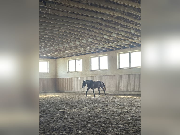 Deutscher Traber Stute 17 Jahre 167 cm Dunkelbrauner in Tiefenbach