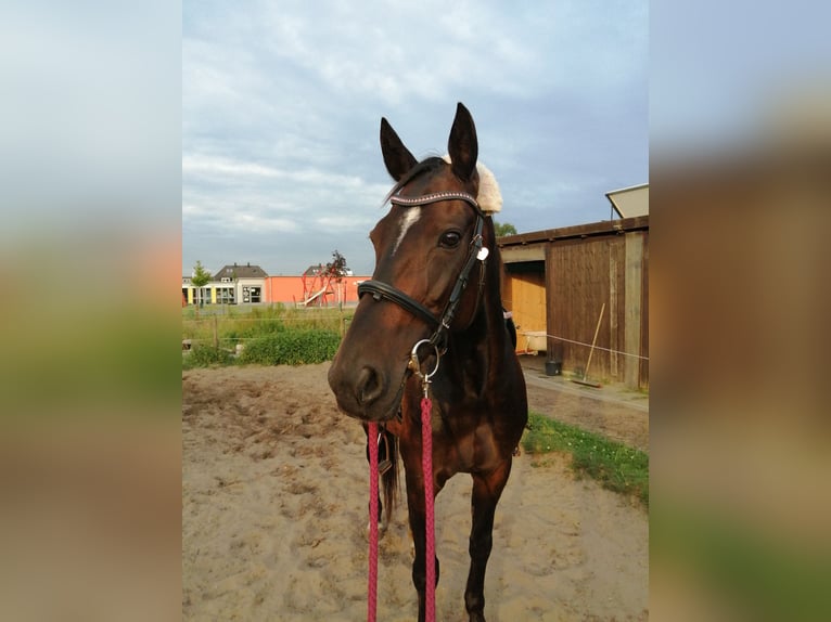 Deutscher Traber Stute 18 Jahre 160 cm Brauner in Buxtehude
