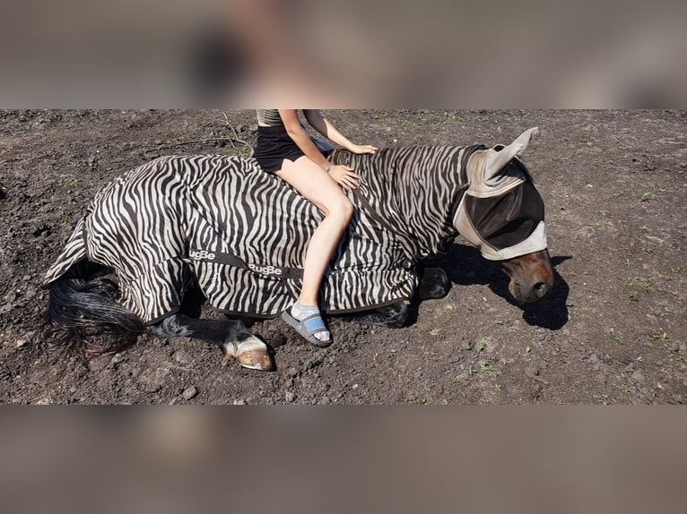 Deutscher Traber Stute 18 Jahre 160 cm Brauner in Buxtehude