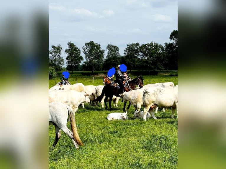 Deutscher Traber Stute 18 Jahre 160 cm Brauner in Wehr