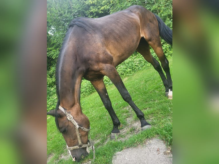Deutscher Traber Stute 18 Jahre 162 cm Dunkelbrauner in Herford