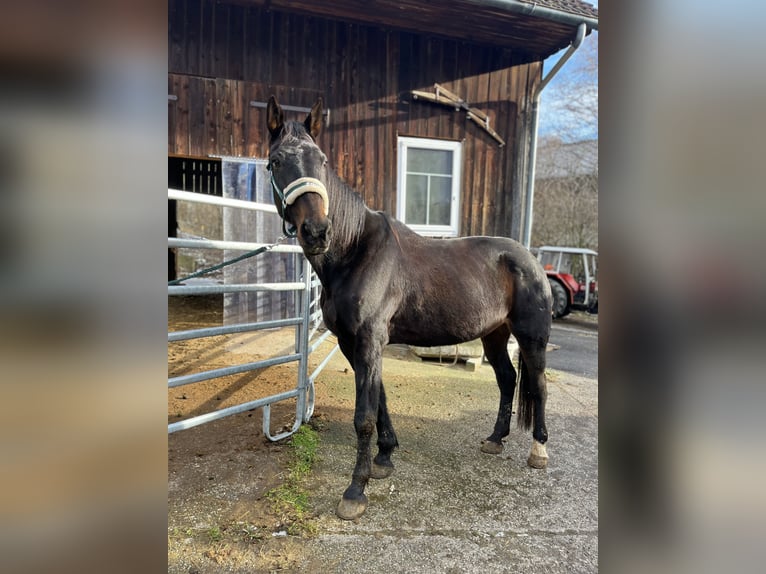 Deutscher Traber Stute 18 Jahre 165 cm Rappe in Kronberg