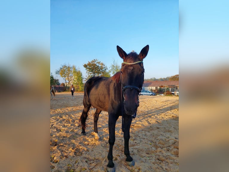 Deutscher Traber Stute 18 Jahre 165 cm Rappe in Kronberg