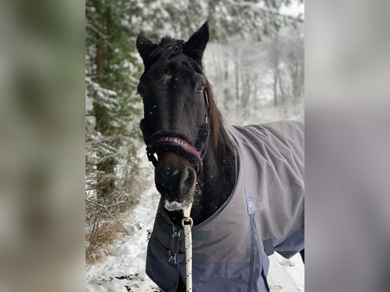 Deutscher Traber Stute 18 Jahre 165 cm Rappe in Kronberg