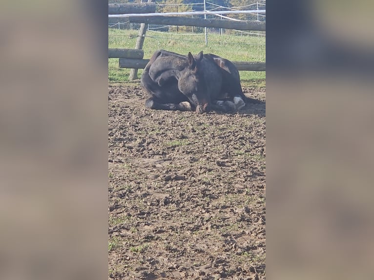 Deutscher Traber Stute 18 Jahre 165 cm Rappe in Kronberg