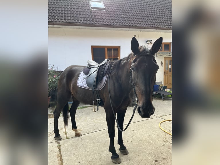 Deutscher Traber Stute 18 Jahre 165 cm Rappe in Kronberg