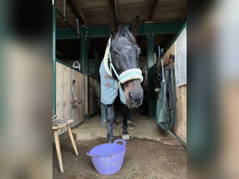 Deutscher Traber Stute 18 Jahre 165 cm Rappe in Kronberg