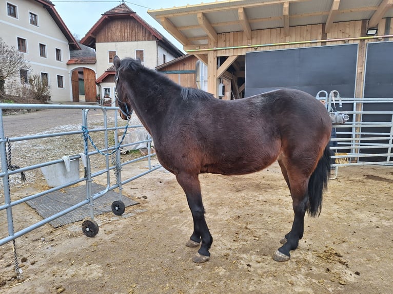 Deutscher Traber Stute 19 Jahre 153 cm Brauner in Attnang-Puchheim