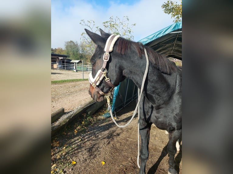 Deutscher Traber Stute 19 Jahre 165 cm Rappe in Kronberg