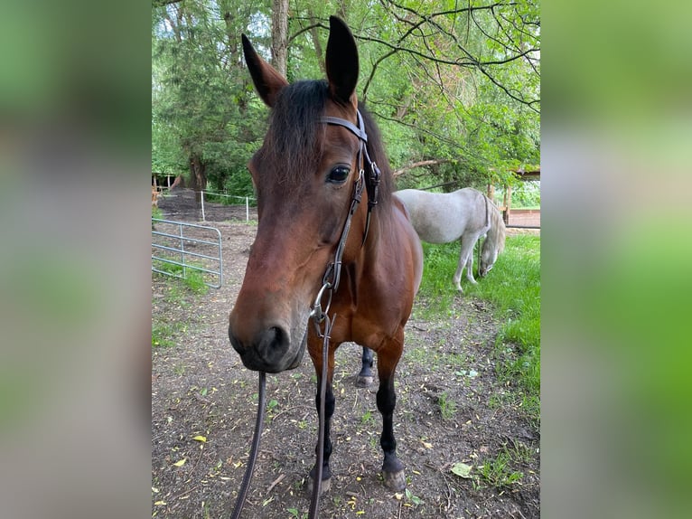 Deutscher Traber Stute 23 Jahre 152 cm Dunkelbrauner in Alfter