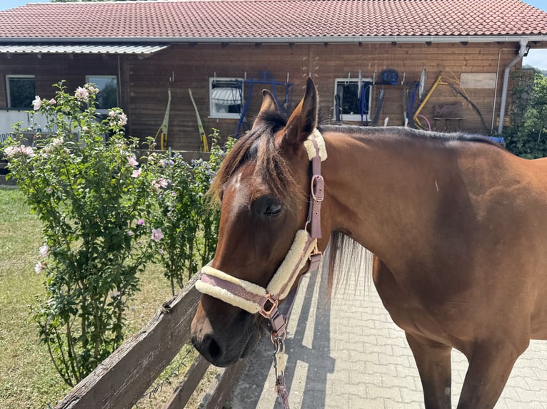 Deutscher Traber Stute 3 Jahre 153 cm Brauner in Bruckmühl