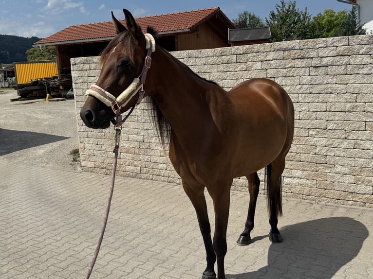 Deutscher Traber Stute 3 Jahre 153 cm Brauner in Bruckmühl