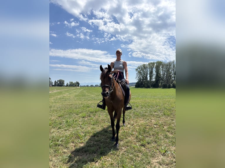 Deutscher Traber Stute 3 Jahre 153 cm Brauner in Bruckmühl