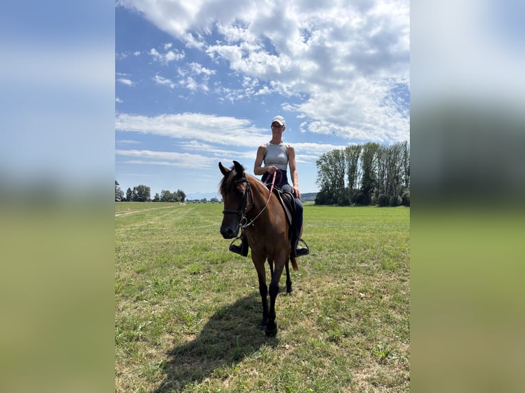 Deutscher Traber Stute 3 Jahre 153 cm Brauner in Bruckmühl