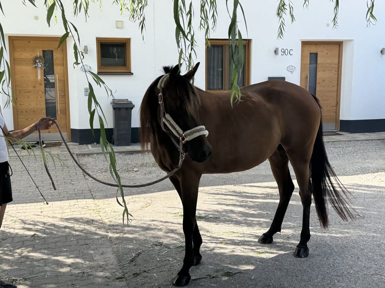 Deutscher Traber Stute 3 Jahre 153 cm Brauner in Bruckmühl