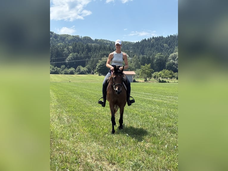 Deutscher Traber Stute 3 Jahre 153 cm Brauner in Bruckmühl