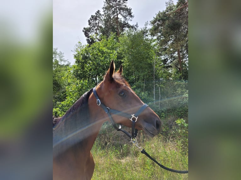 Deutscher Traber Stute 3 Jahre 157 cm Brauner in Kevelaer