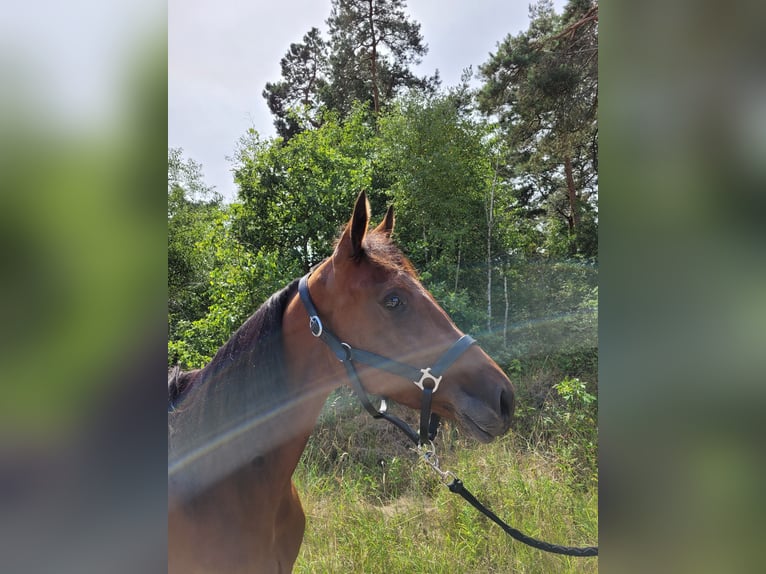 Deutscher Traber Stute 3 Jahre 157 cm Brauner in Kevelaer