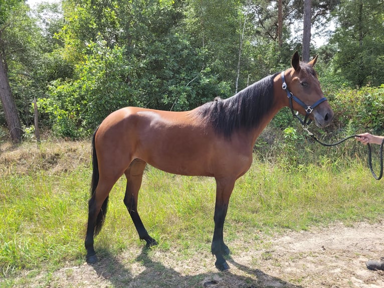 Deutscher Traber Stute 3 Jahre 157 cm Brauner in Kevelaer