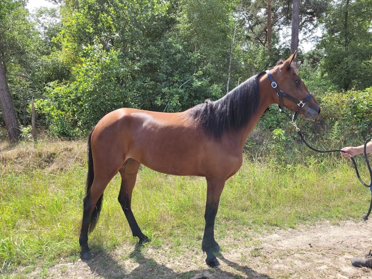 Deutscher Traber Stute 3 Jahre 157 cm Brauner in Kevelaer
