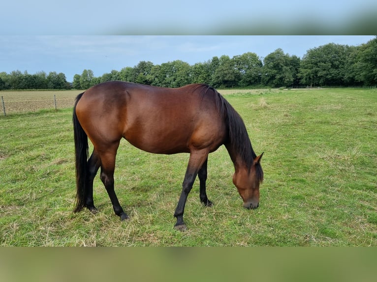 Deutscher Traber Stute 4 Jahre 158 cm Brauner in Heek