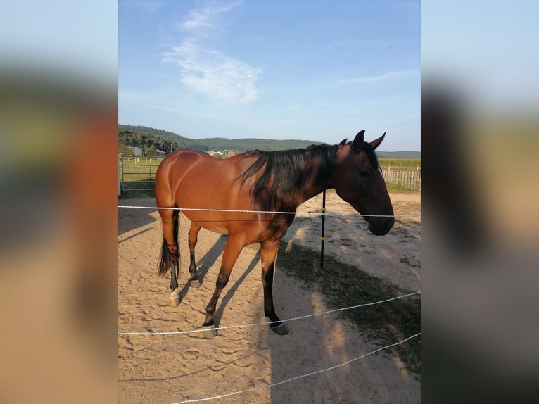 Deutscher Traber Stute 4 Jahre 160 cm Brauner in Freystadt