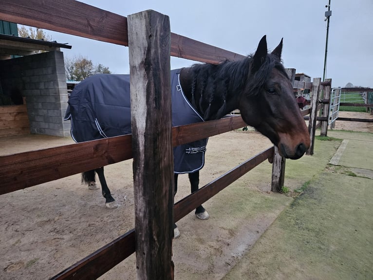 Deutscher Traber Stute 5 Jahre 155 cm Dunkelbrauner in Titz