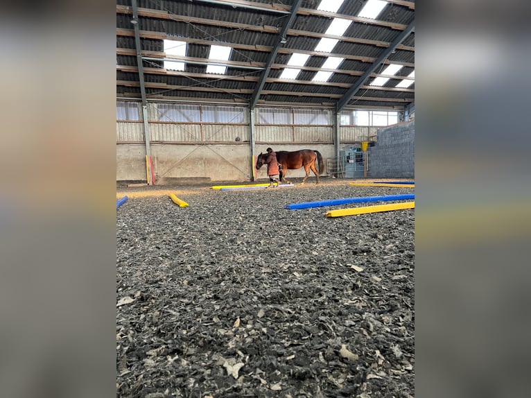 Deutscher Traber Stute 5 Jahre 155 cm Dunkelbrauner in Titz