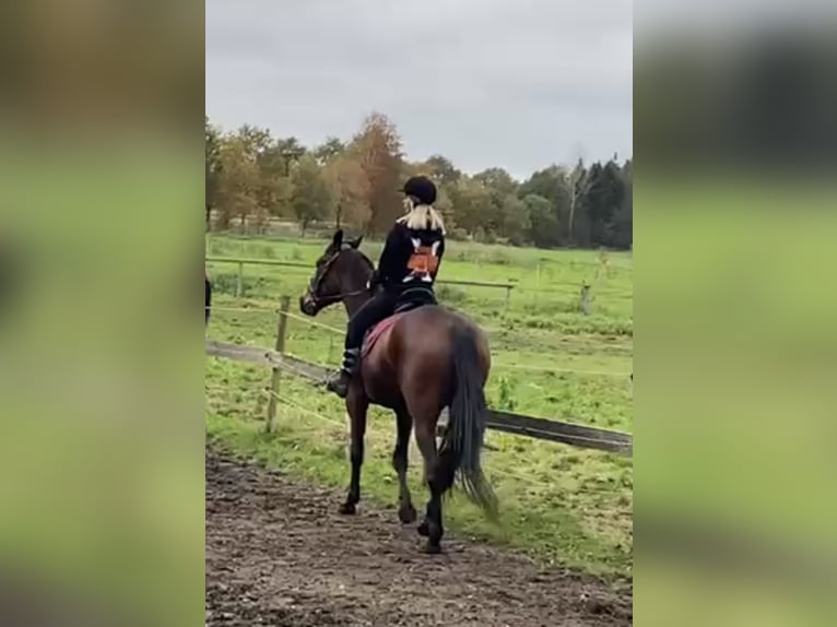 Deutscher Traber Stute 5 Jahre 160 cm Brauner in Kellinghusen