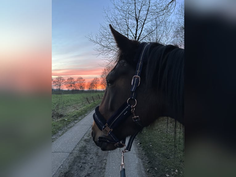 Deutscher Traber Stute 5 Jahre 160 cm Brauner in Kellinghusen