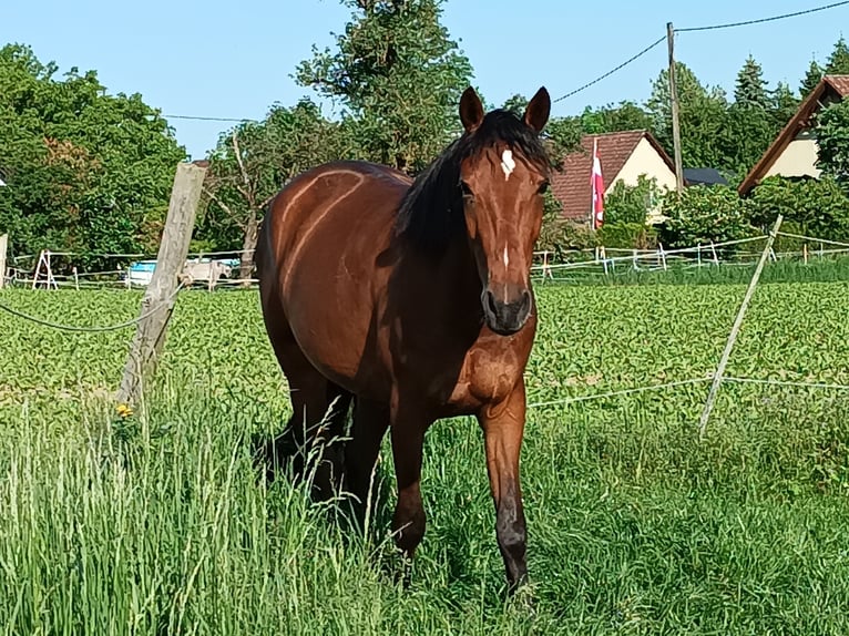 Deutscher Traber Stute 5 Jahre Brauner in Oftering