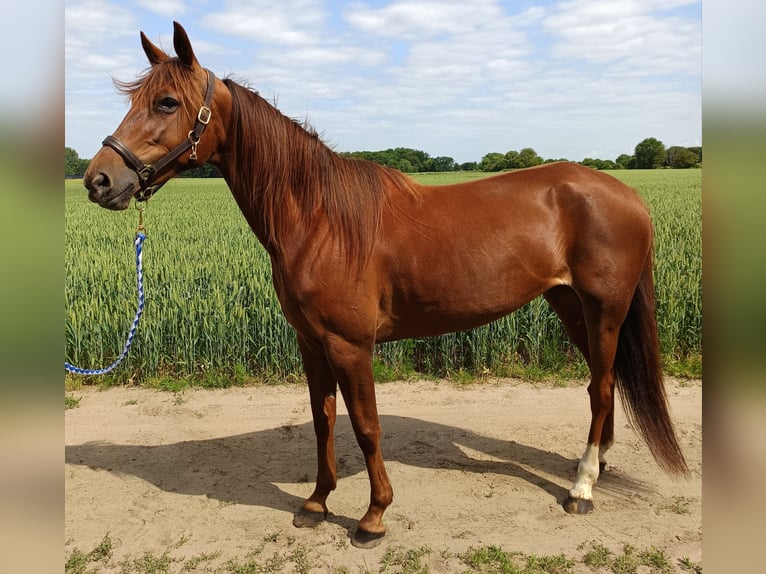 Deutscher Traber Stute 6 Jahre 153 cm Fuchs in Gladbeck