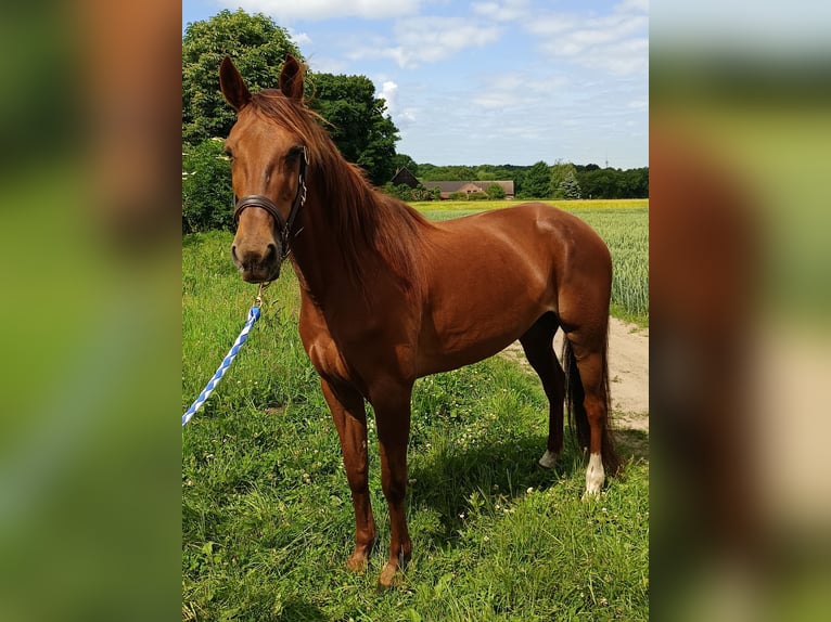 Deutscher Traber Stute 6 Jahre 153 cm Fuchs in Gladbeck