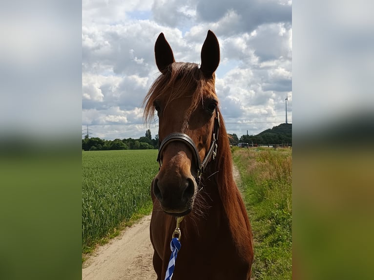 Deutscher Traber Stute 6 Jahre 153 cm Fuchs in Gladbeck