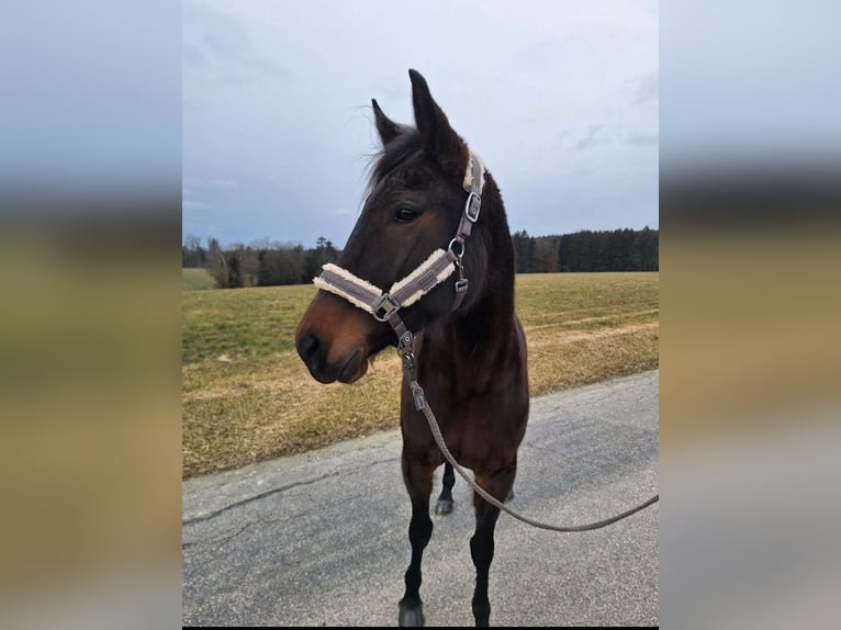 Deutscher Traber Stute 6 Jahre 162 cm Dunkelbrauner in Tann