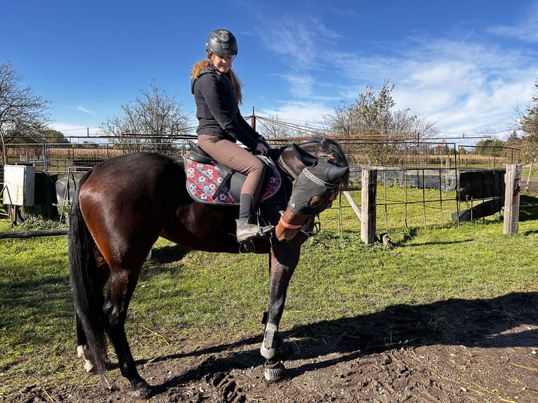 Deutscher Traber Stute 6 Jahre 165 cm Brauner in Bierbaum am Kleebühel