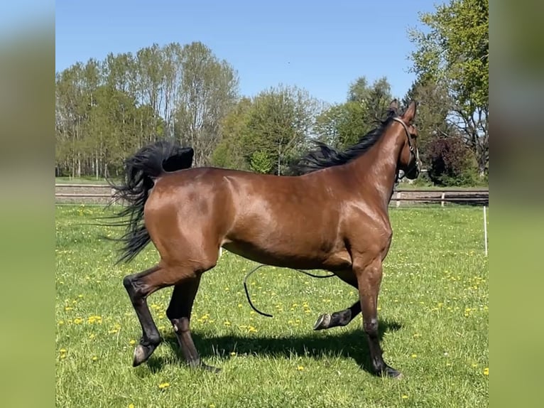 Deutscher Traber Stute 6 Jahre 170 cm Brauner in Bremen, Borgfeld