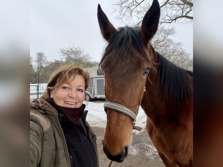 Deutscher Traber Stute 6 Jahre 170 cm Brauner in Bremen, Borgfeld