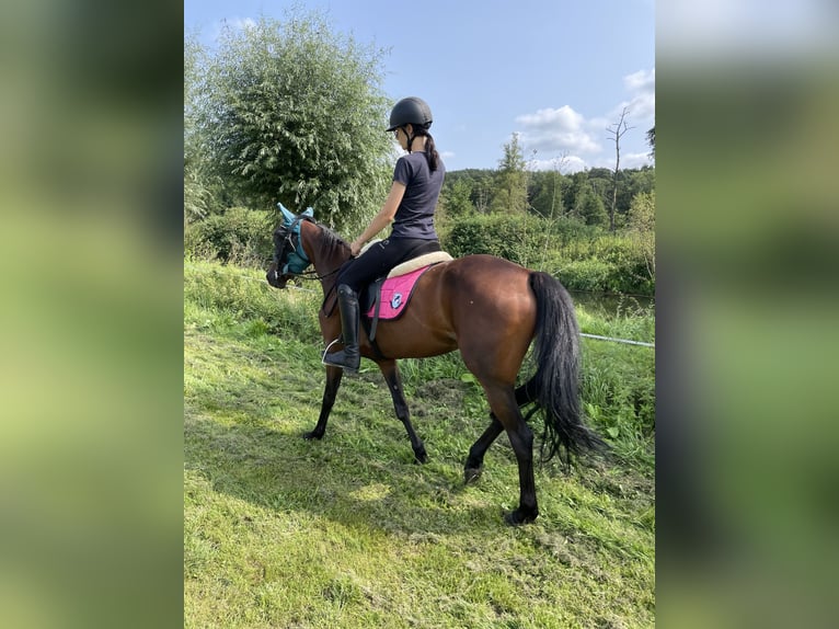 Deutscher Traber Stute 7 Jahre 149 cm Brauner in Goch
