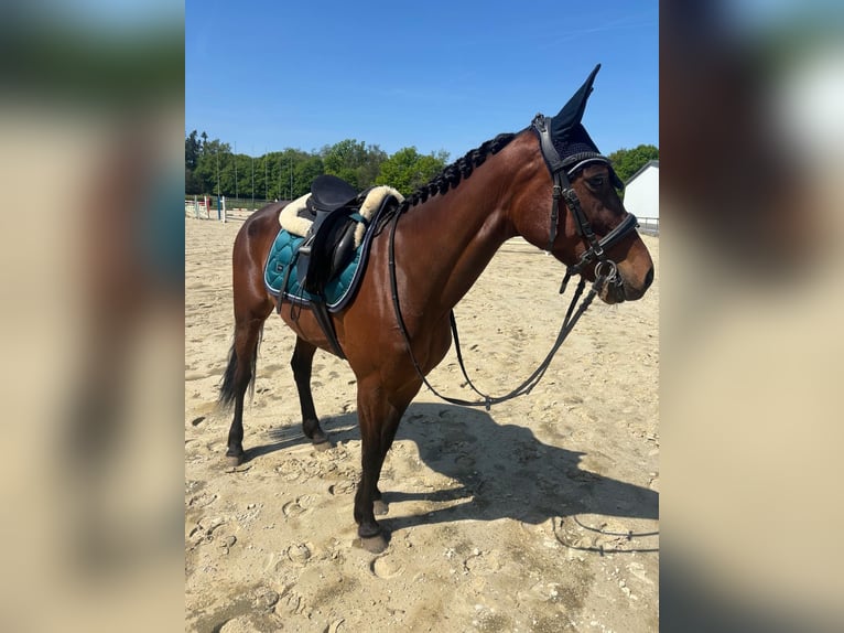 Deutscher Traber Stute 7 Jahre 149 cm Brauner in Goch