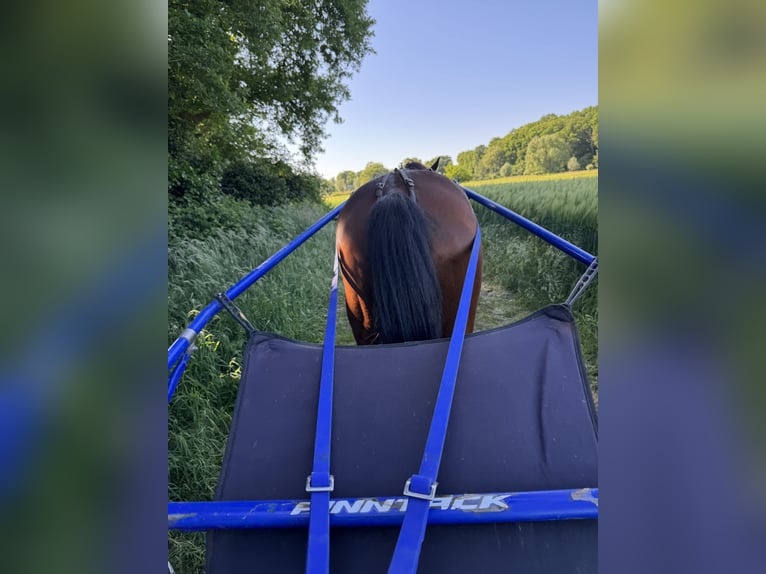 Deutscher Traber Stute 7 Jahre 149 cm Brauner in Goch