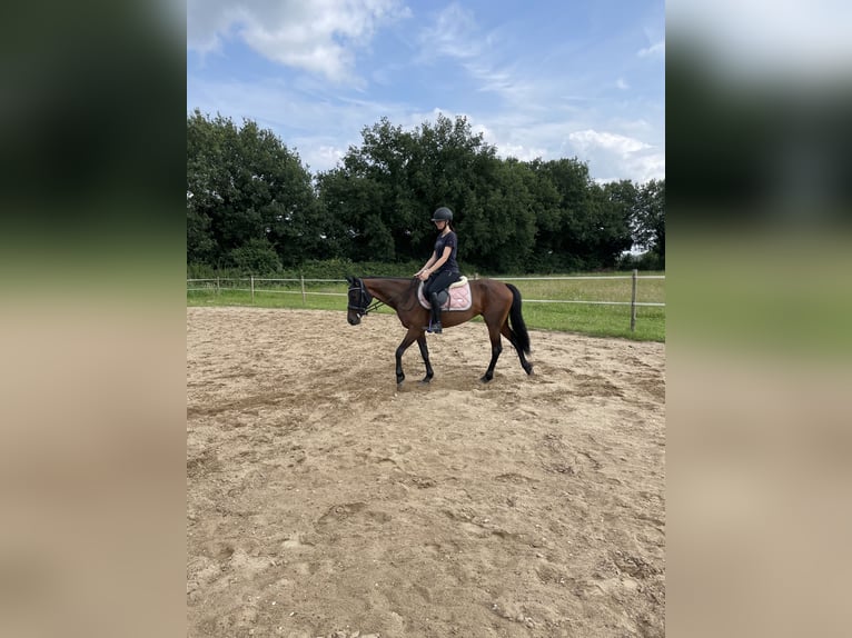Deutscher Traber Stute 7 Jahre 149 cm Brauner in Goch