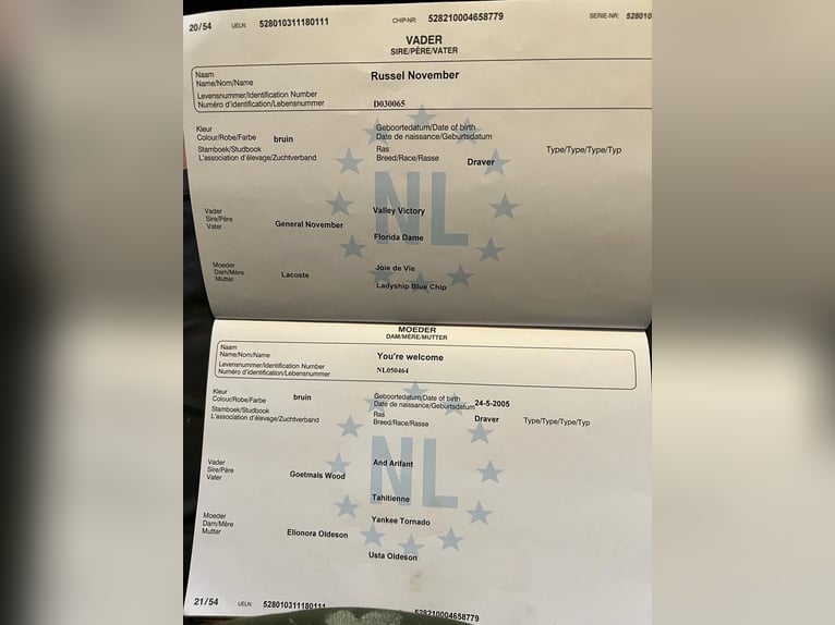Deutscher Traber Stute 7 Jahre 152 cm Brauner in De Kiel