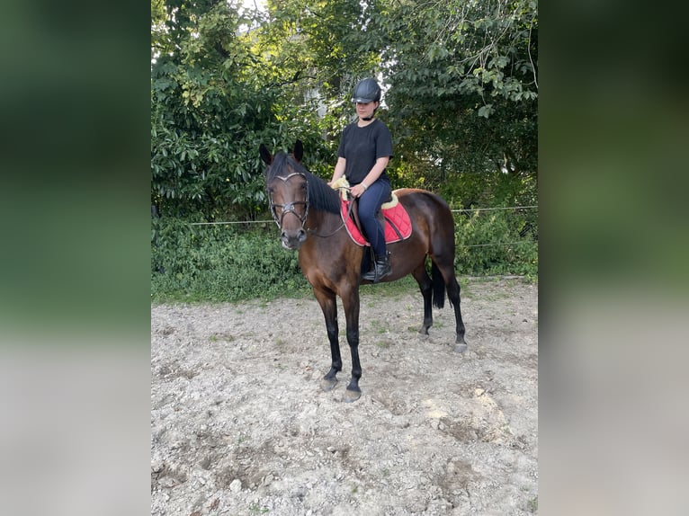 Deutscher Traber Stute 7 Jahre 158 cm Brauner in Schüttorf