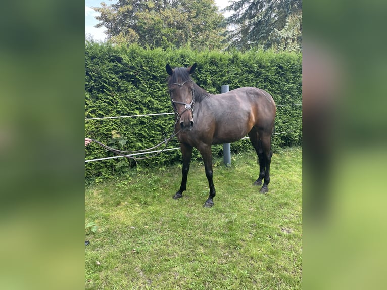 Deutscher Traber Stute 7 Jahre 158 cm Brauner in Schüttorf